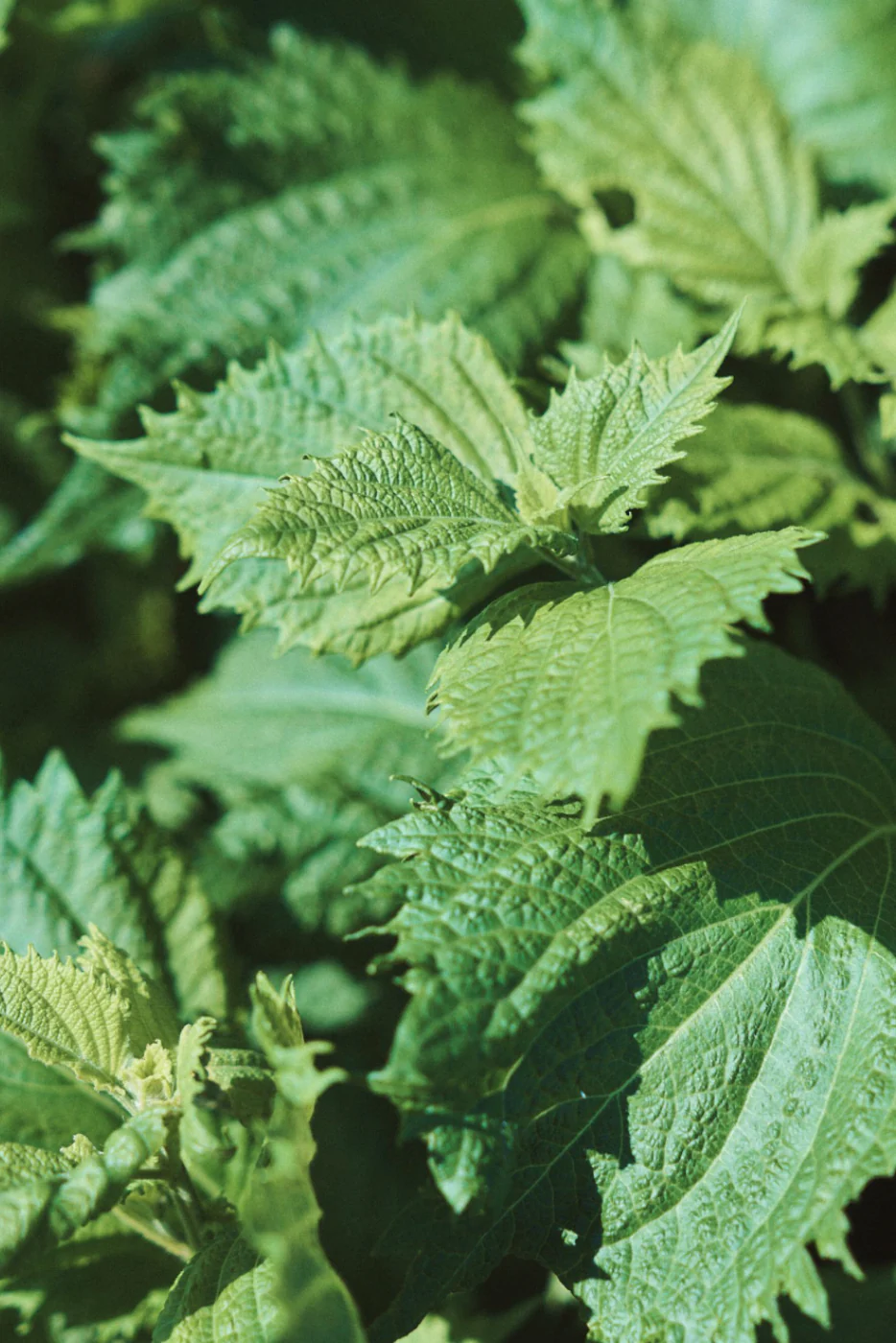 Green Shisho Seeds - Image 2