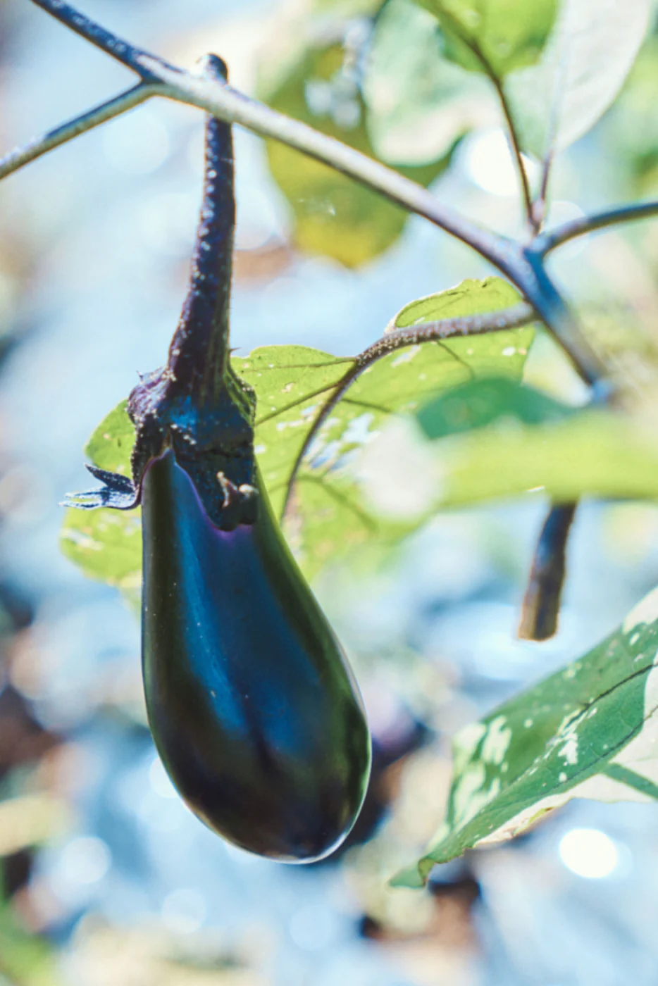 Nasu Japanese Aubergine Seeds - Image 2
